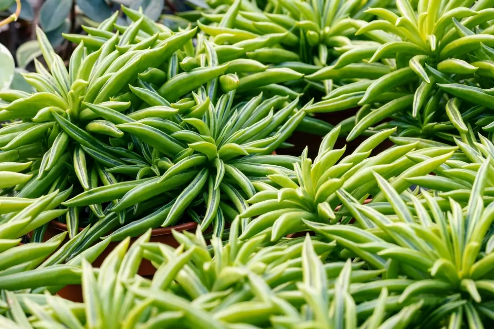 Happy Bean Succulent Care Guide